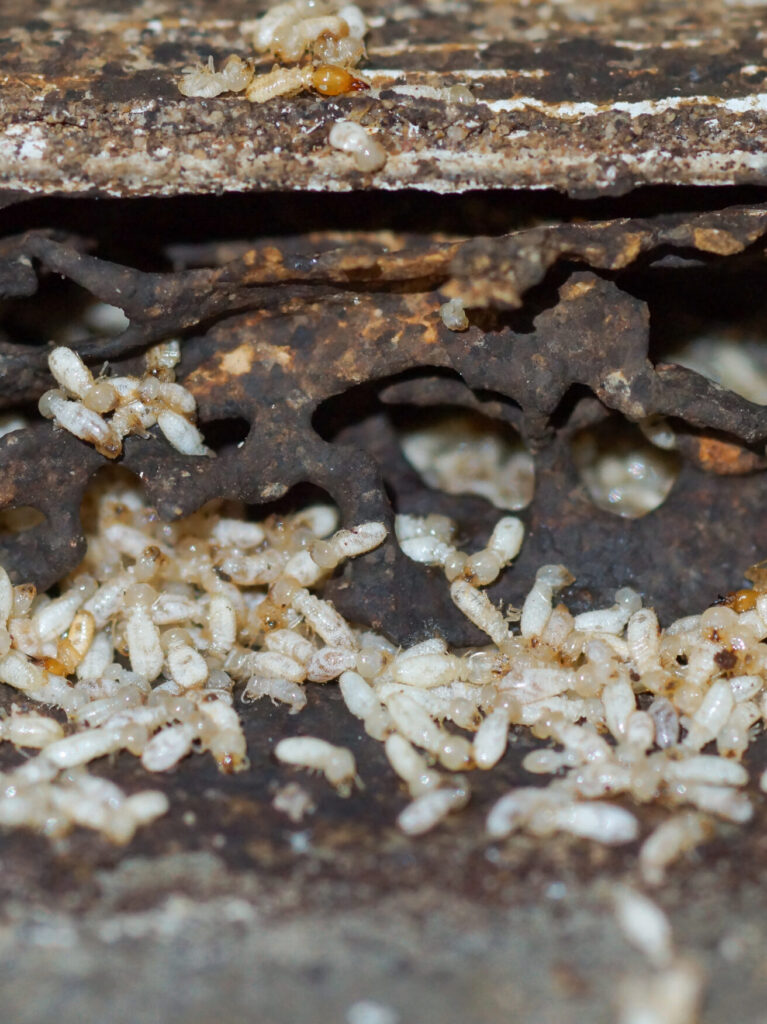Pest Control and Termite Services National Exterminators